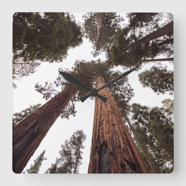 forest, tree square wall clock (Front)