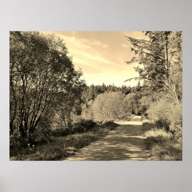 Forest Trees along walking path Gorgeous day Poste Poster (Front)