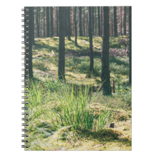 Forest trees. nature green wood sunlight backgroun notebook
