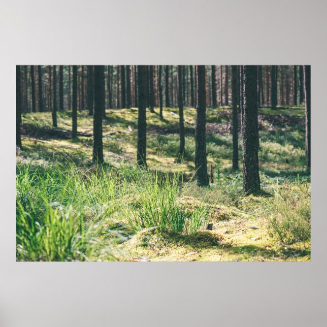 Forest trees. nature green wood sunlight backgroun poster (Front)