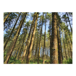 Forest Trees Poster