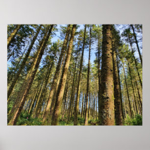 Forest Trees  Poster