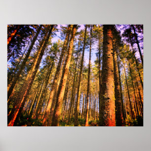 Forest Trees Poster