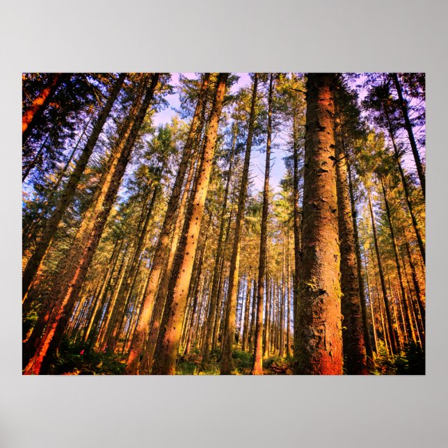 Forest Trees  Poster (Front)