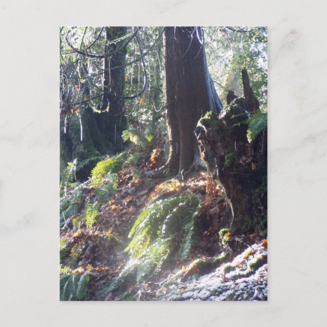 forest "troll" in the snow #2 postcard (Front)