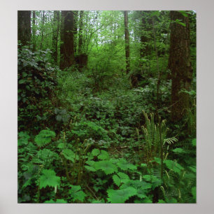 Forest Walk GT 1 Poster