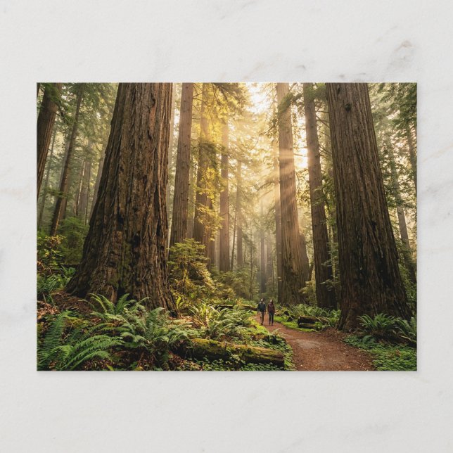 Forest Walk Postcard (Front)