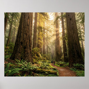 Forest Walk Poster