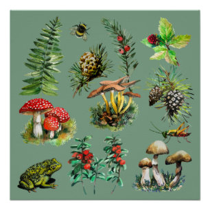 Forest, wild mushrooms poster