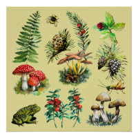 Forest, wild mushrooms