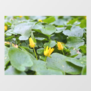 Forest Wildflowers – Botanical Nature Photography