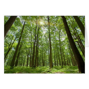 Forest with Sun Behind