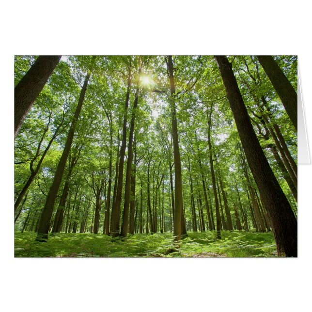 Forest with Sun Behind (Front Horizontal)