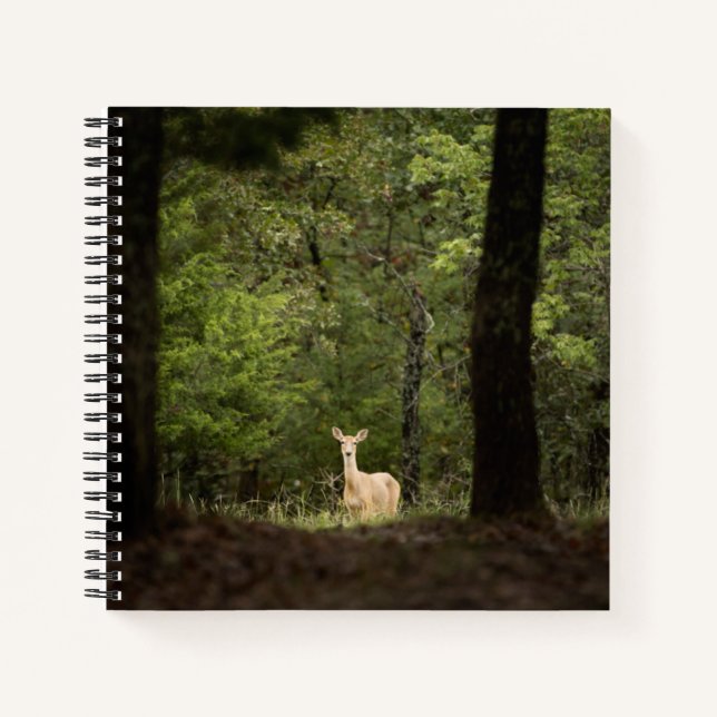 Forests | A White Tailed Deer in the Woods Notebook (Front)