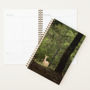 Forests A White Tailed Deer in the Woods Planner