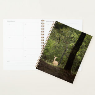 Forests A White Tailed Deer in the Woods Planner