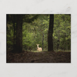 Forests A White Tailed Deer in the Woods Postcard