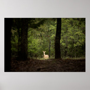 Forests   A White Tailed Deer in the Woods Poster