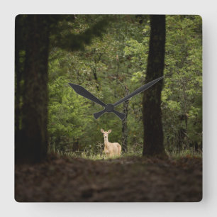 Forests A White Tailed Deer in the Woods Square Wall Clock
