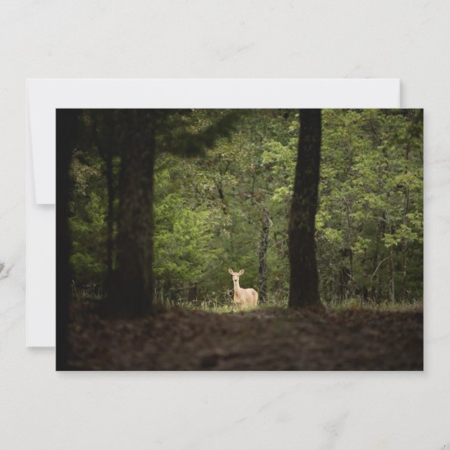 Forests | A White Tailed Deer in the Woods Thank You Card (Front)