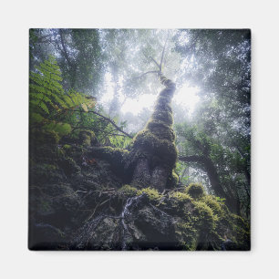 Forests   Anaga Rural Park Canary Islands Magnet