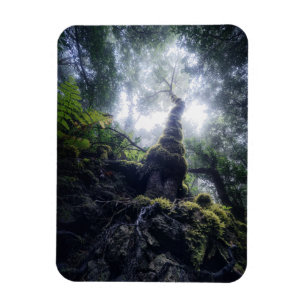 Forests Anaga Rural Park Canary Islands Magnet