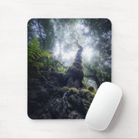 Forests | Anaga Rural Park Canary Islands