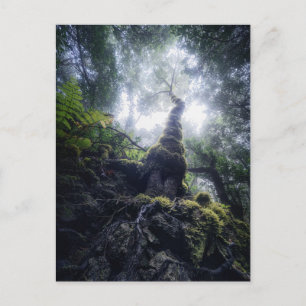 Forests Anaga Rural Park Canary Islands Postcard