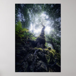 Forests   Anaga Rural Park Canary Islands Poster