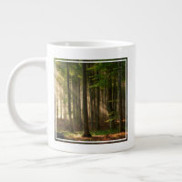 Forests | Autumn Forest