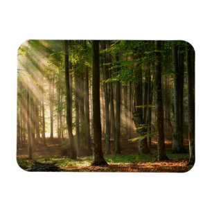 Forests Autumn Forest Magnet