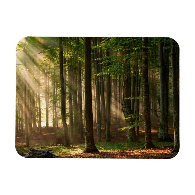 Forests | Autumn Forest Magnet (Horizontal)