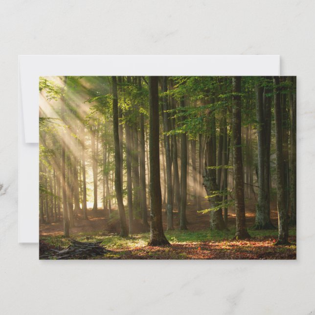 Forests | Autumn Forest Thank You Card (Front)