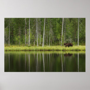 Forests   Bear at Taiga Forest Northern Finland Poster