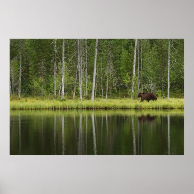 Forests | Bear at Taiga Forest Northern Finland Poster (Front)