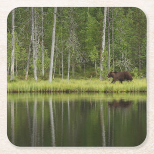 Forests   Bear at Taiga Forest Northern Finland Square Paper Coaster