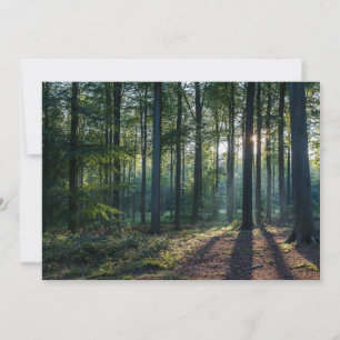 Forests Black Forest Germany Thank You Card