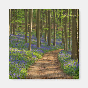 Forests   Bluebell Forest in Belgium Magnet