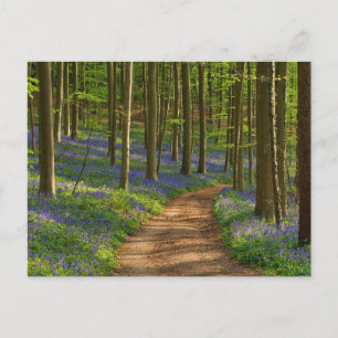 Forests   Bluebell Forest in Belgium Postcard