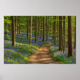 Forests Bluebell Forest in Belgium Poster