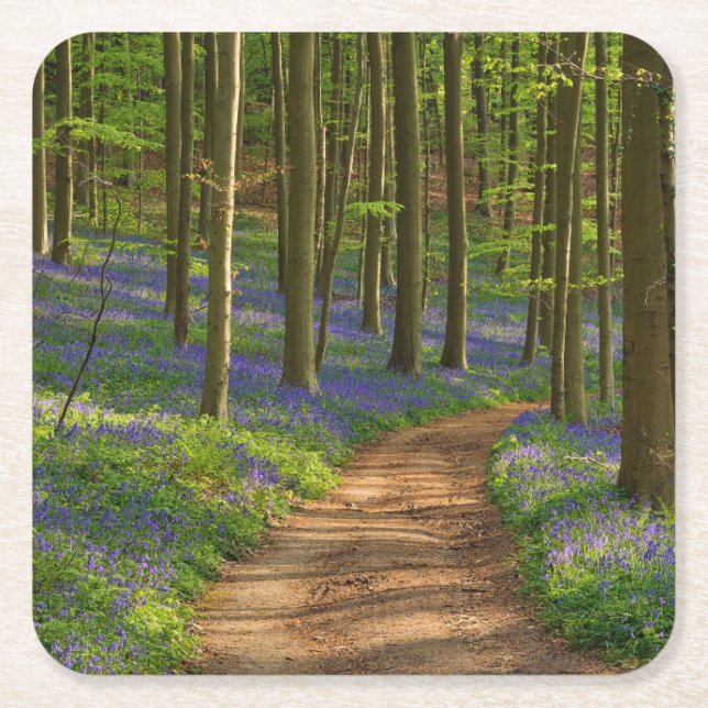 Forests | Bluebell Forest in Belgium Square Paper Coaster (Front)