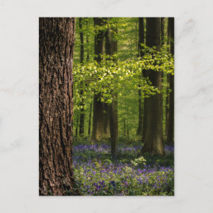 Forests   Bluebells in Belgium Postcard