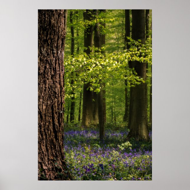 Forests | Bluebells in Belgium Poster (Front)
