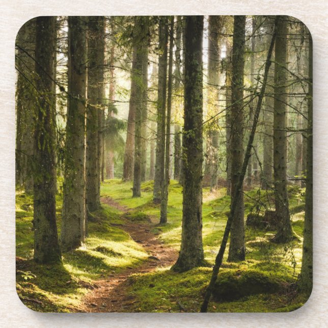 Forests | Boreal Forest Sweden Coaster (Front)