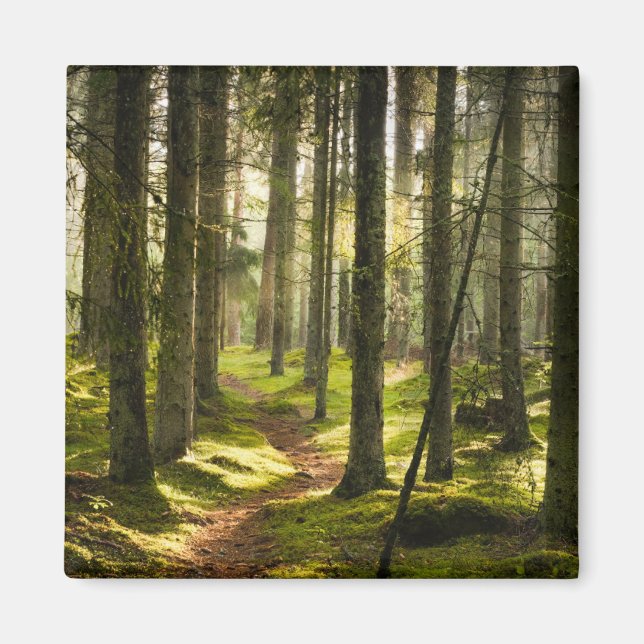 Forests | Boreal Forest Sweden Magnet (Front)