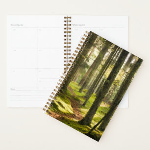 Forests   Boreal Forest Sweden Planner