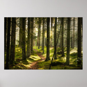 Forests Boreal Forest Sweden Poster