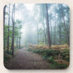 Forests Dark Foggy Woods Norfolk UK Coaster