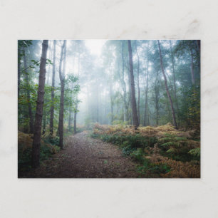 Forests   Dark Foggy Woods Norfolk UK Postcard