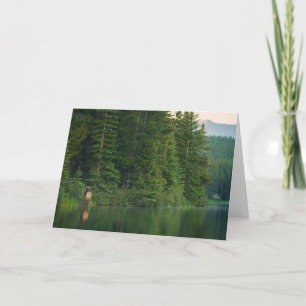 Forests Elk at Banff National Park Alberta Card
